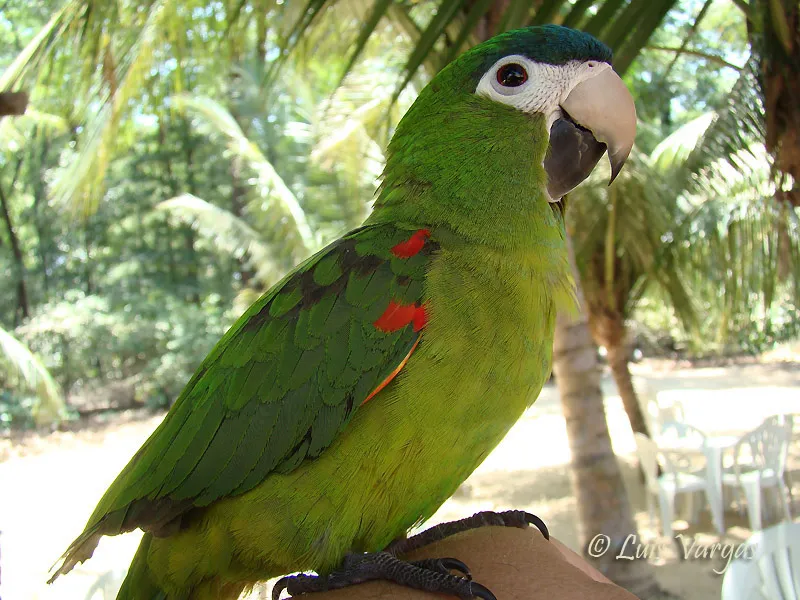 Foto