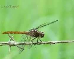 Orthemis ferruginea