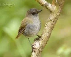Catharus gracilirostris