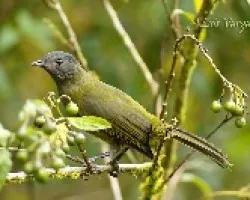 Phainoptila melanoxantha