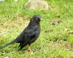 Turdus nigrescens