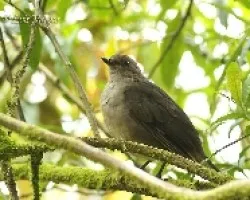 Turdus plebejus