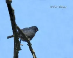 Diglossa plumbea