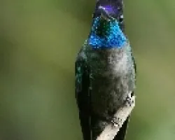 Eugenes fulgens