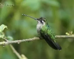 Eugenes fulgens