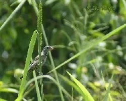 Passerina caerulea