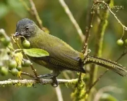 Phainoptila melanoxantha