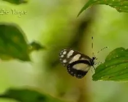 Mariposita