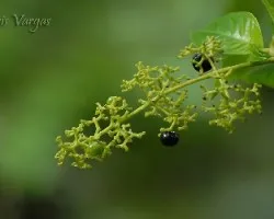 plantas