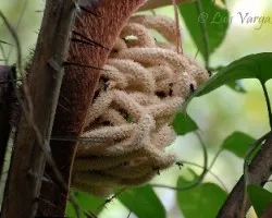Astrocaryum mexicanum 