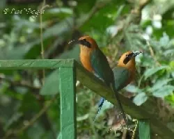 Baryphthengus martii