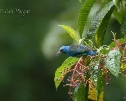 Dacnis cayana