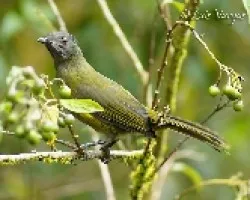 Phainoptila melanoxantha