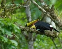 Ramphastos ambiguus