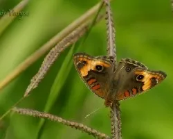 Melete lycimnia isandra