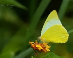 Junonia lavinia