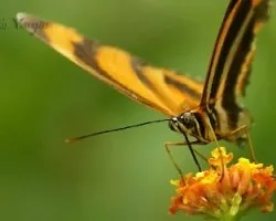 Nymphalida