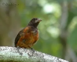 Ramphocelus dimidiatus