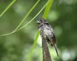 Sporophila sp.