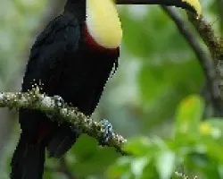 Ramphastos ambiguus