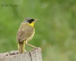 Geothlypis poliocephala