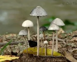 hongos