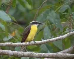 Megarynchus pitangua
