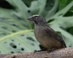 Saltator coerulescens