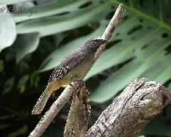 Saltator coerulescens