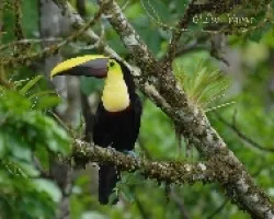 Ramphastos ambiguus