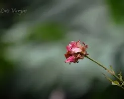 florrr