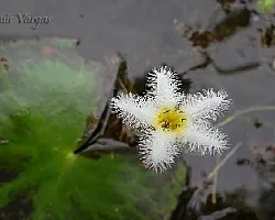 Flor rara