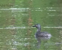 Tachybaptus dominicus