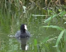 Fulica americana