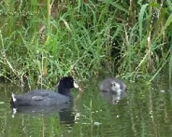 Fulica americana