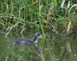 Fulica americana