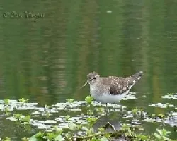 Tringa solitaria