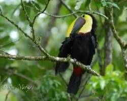 Ramphastos ambiguus