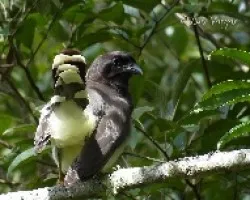 Cyanocorax morio