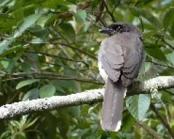 Cyanocorax morio