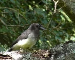 Cyanocorax morio