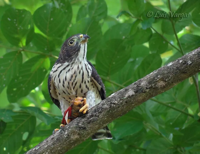 Kí«koldi, Talamanca, Limón.