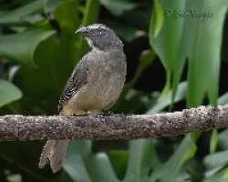 Saltator coerulescens