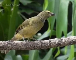 Saltator coerulescens