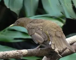 Turdus grayi