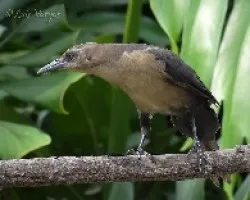 Quiscalus mexicanus