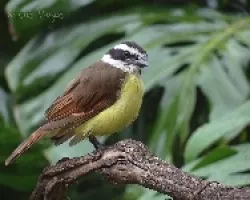 Pitangus sulphuratus