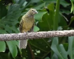 Saltator coerulescens