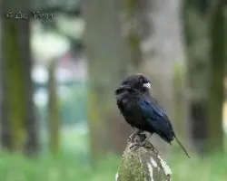 Molothrus aeneus