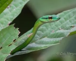 Leptophis depressirostris